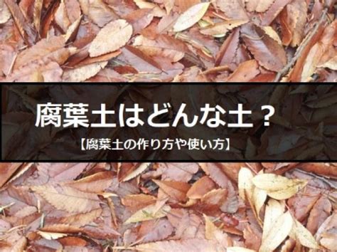 腐葉土|質の良い「腐葉土」の選び方・使い方・作り方を知ろ。